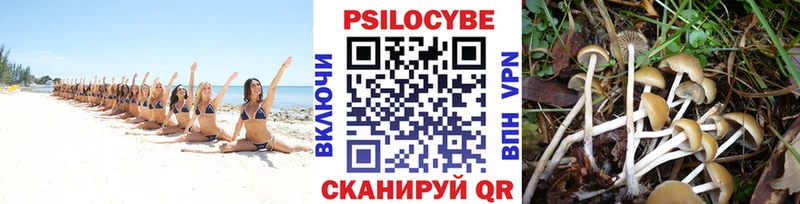 купить сайты Благодарный Галлюциногенные грибы мицелий